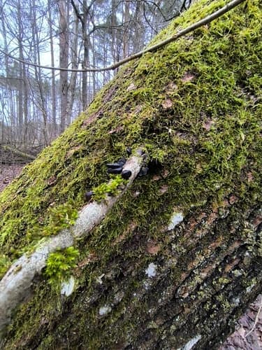 Kisielnica trzoneczkowa