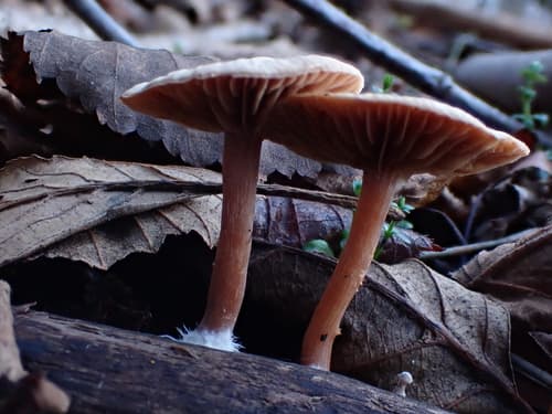 Tubaria