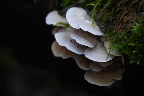 Klejoporek dwubarwny
