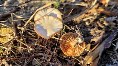 Tubaria furfuracea