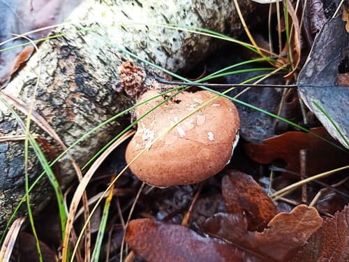 Białoporek brzozowy