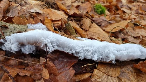 Łojówka różowawa