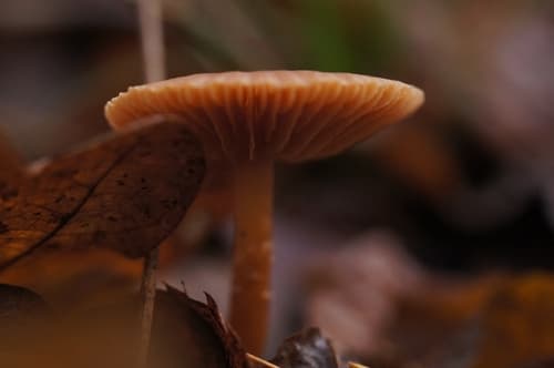 Tubaria