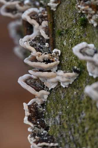 Szaroporka podpalana