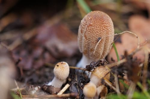 Coprinellus