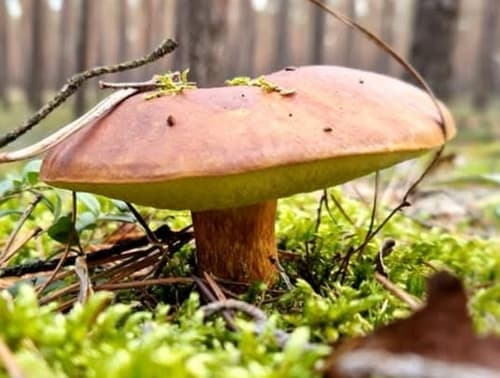 Podgrzybek brunatny