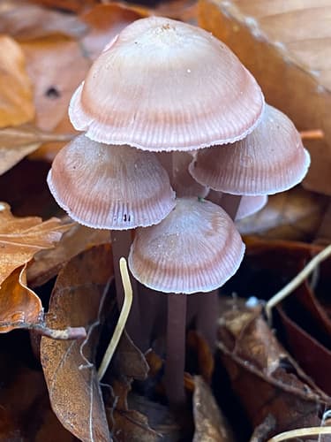 Mycena diosma