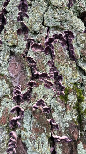Chrząstkoskórnik purpurowy