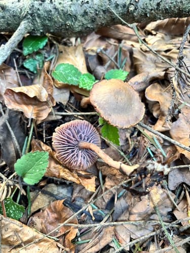 Lakówka ametystowa