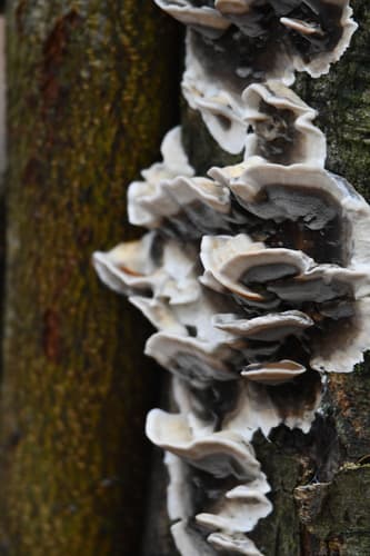 Szaroporka podpalana