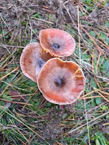 Wodnicha późna