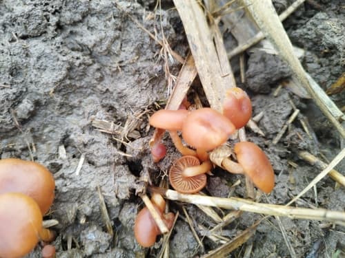 Agaricineae