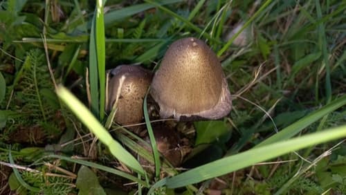 Atramentariae