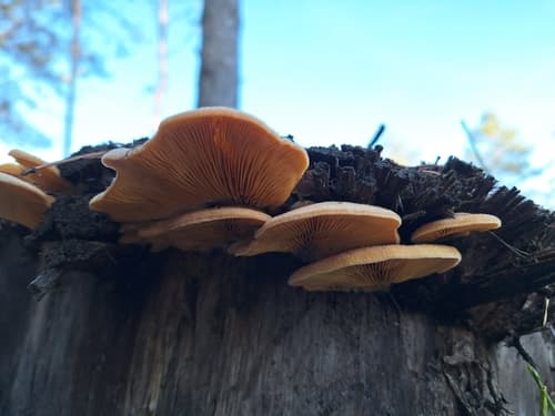 Boczniaczek pomarańczowożółty