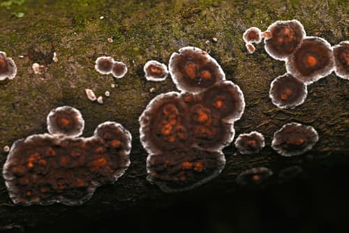 Peniophora