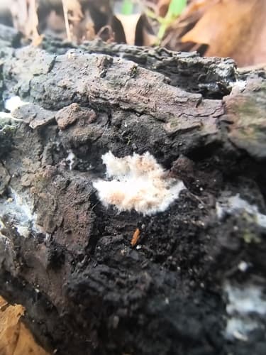 Cylindrobasidium laeve