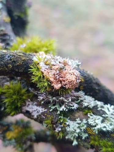 Erythricium aurantiacum