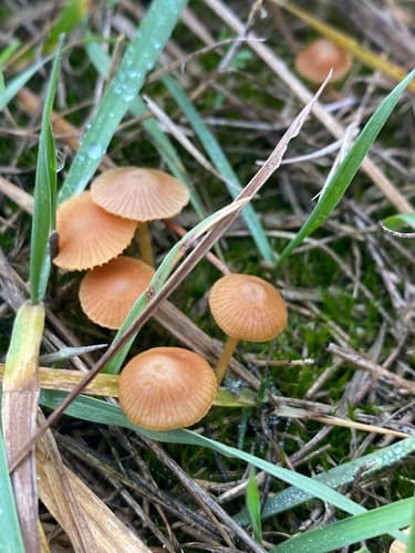 Hełmówka błotna