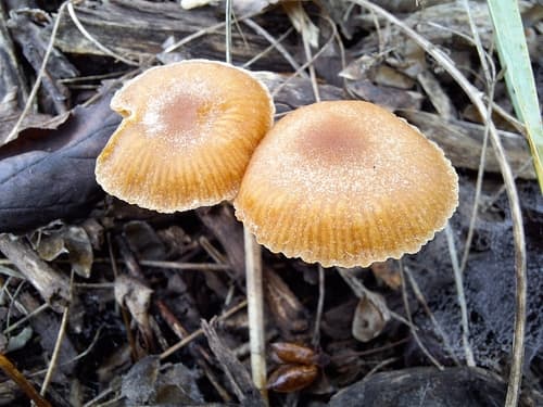 Tubaria