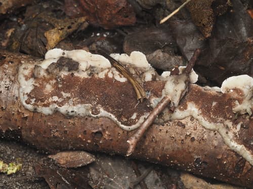 Klejoporek dwubarwny