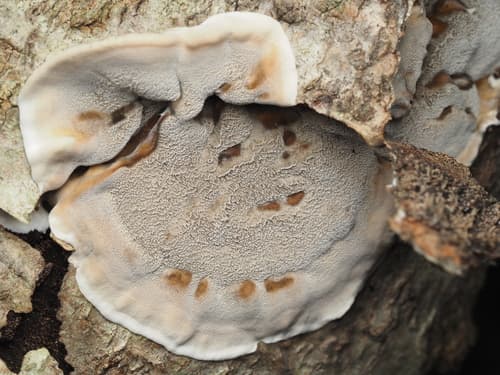 Szaroporka podpalana
