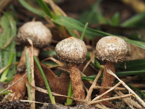 Tulostoma