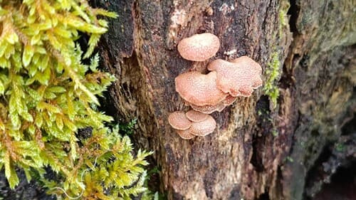 Łycznik ochrowy