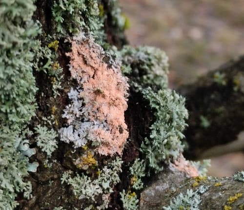 Erythricium aurantiacum