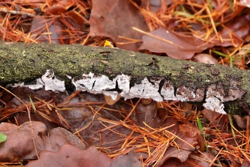 Peniophora