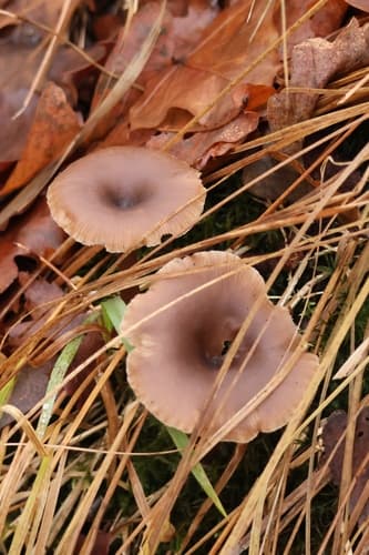 Pseudoclitocybe