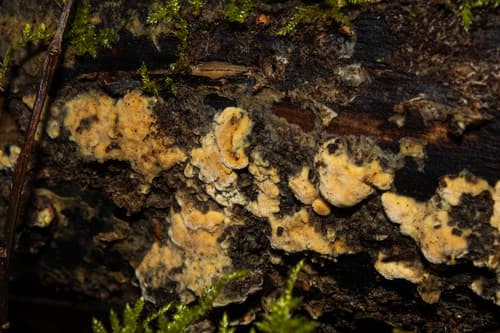 Botryobasidium aureum