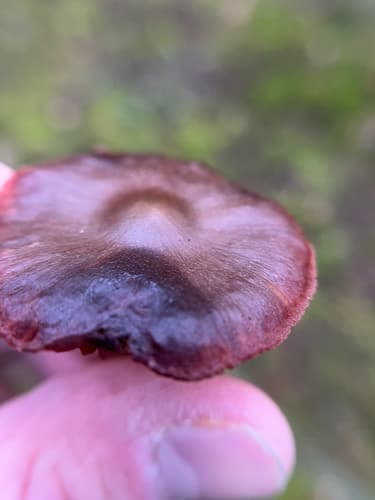 Dermocybe