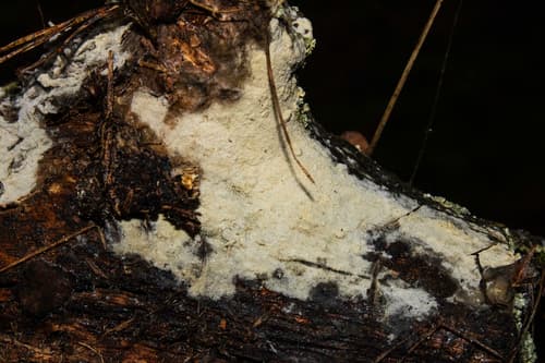 Hyphodontia