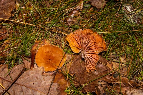 Lakówka pospolita
