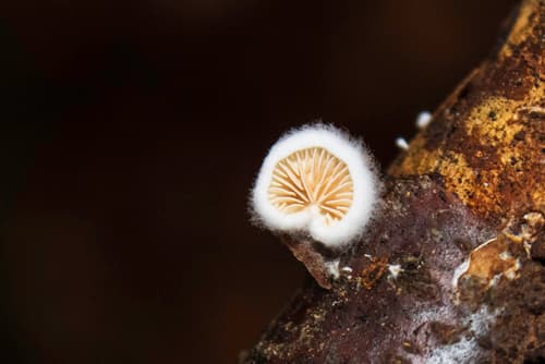Crepidotus cesatii