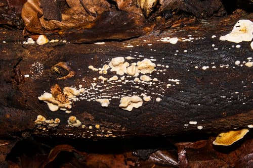 Steccherinum nitidum