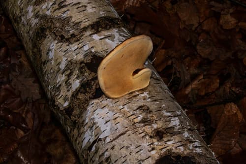 Białoporek brzozowy