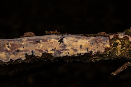 powleczka leszczynowa