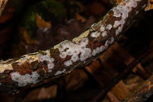 Powłocznica popielata