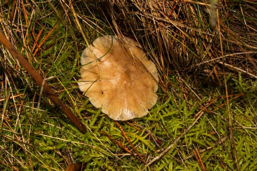 Lejkówka szarawa