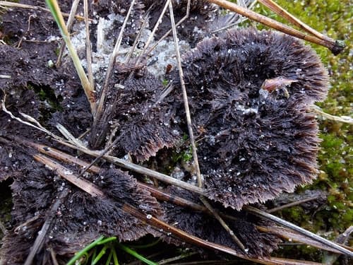Chropiatka pospolita