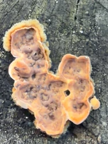 Pieczarniaki