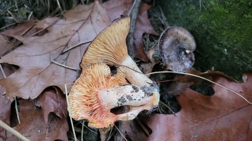 Wodnicha późna