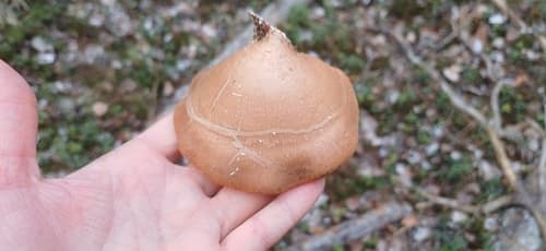 Białoporek brzozowy