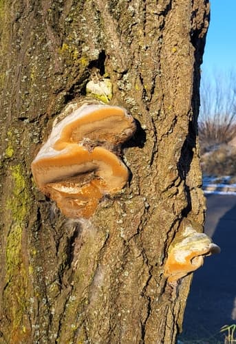 Czyreń śliwowy