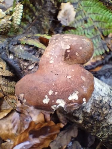 Białoporek brzozowy
