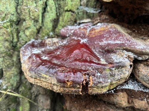 lakownica czerwonawa