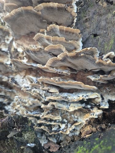 Szaroporka podpalana