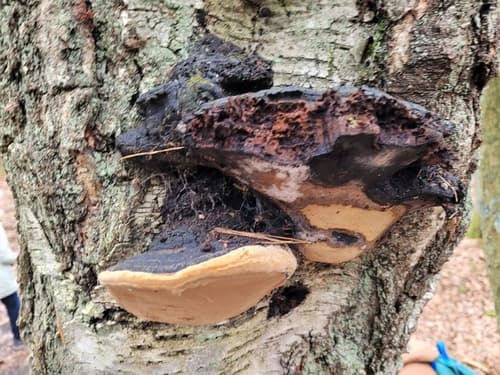Phellinus lundellii
