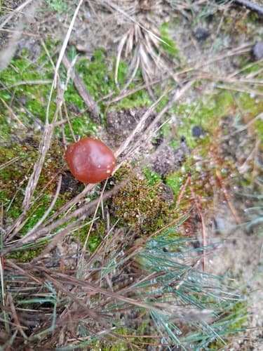 Deconica